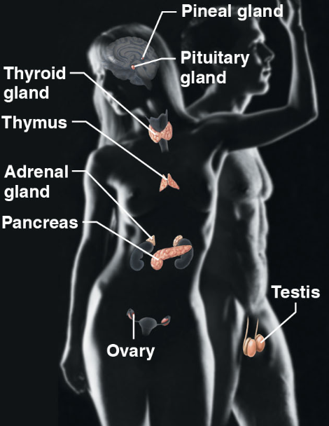 \-Pineal glad, pituitary glad, testis, ovary, pancreas, adrenal gland, thyroid gland

\-responsible for secreting hormones that regulate growth, development and metabolism by body cells
