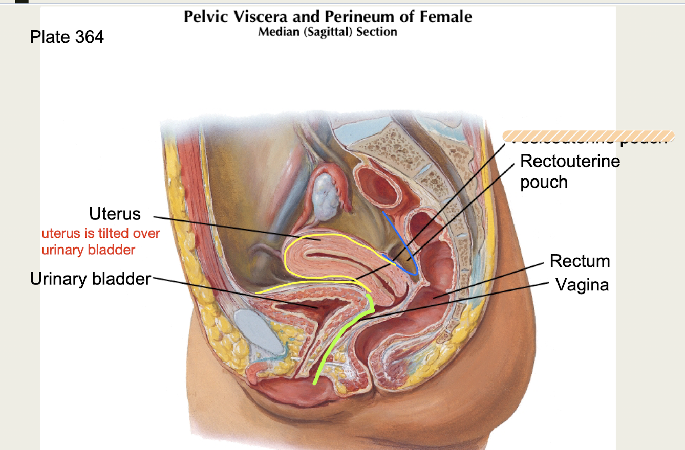 <p>Portion of <strong>broad</strong> <strong>ligament</strong> <strong>(peritoneum)</strong> of uterus found <strong>between bladder and uterus</strong></p>