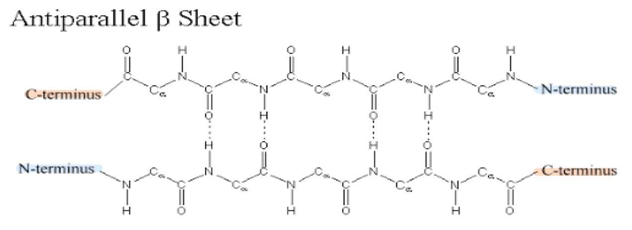 - neighboring H-bonded polypeptide chains run in OPPOSITE DIRECTION
- more stable
- 2 linear polymers of AA run in opposite direction
