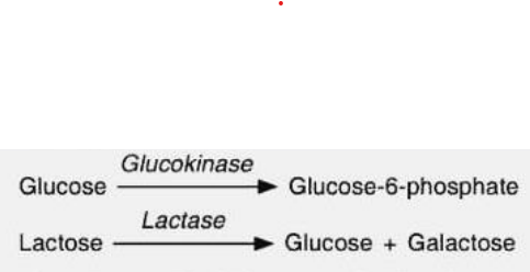 <p>Types of specificity of enzymes</p><ul><li><p>Act on only one substrate and catalyze one reaction</p><ul><li><p><span style="color: yellow"><em>Most <u>restrictive</u> type of enzyme.</em></span></p></li><li><p><span style="color: yellow"><em>Not common</em>.</span></p></li><li><p><span style="color: yellow"><em>Example is glucokinase which only binds to the substrate glucose to form G-6-P.</em></span></p></li><li><p><span style="color: yellow"><em>Another is Lactase (Hydrolase) , it will only recognize Lactose as its substrate and form form a product, glucose and galactose.</em></span></p></li></ul></li></ul><p></p>