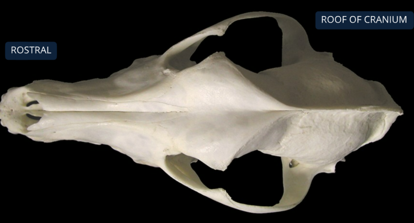 <ol><li><p>nasal bone</p></li><li><p>incisive bone: supports incisor teeth</p></li><li><p>maxilla bone: supports canine, premolar, and molar teeth, forms bony division between nasal &amp; oral cavities&nbsp;</p></li></ol><p></p>