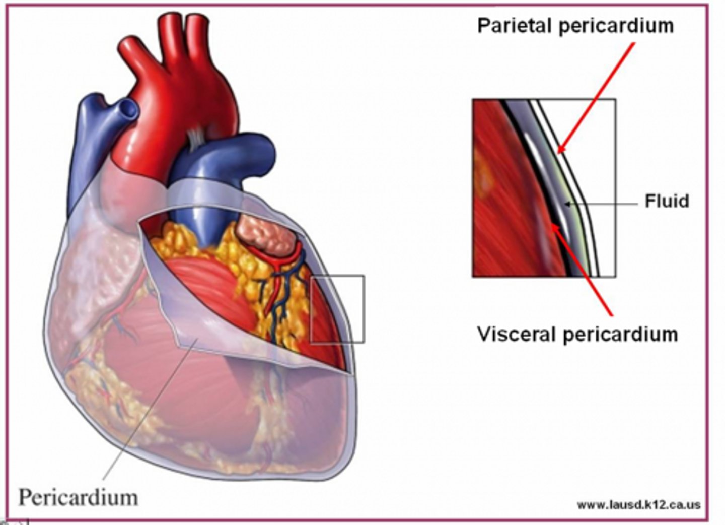 <p>lines the pericardial cavity</p>