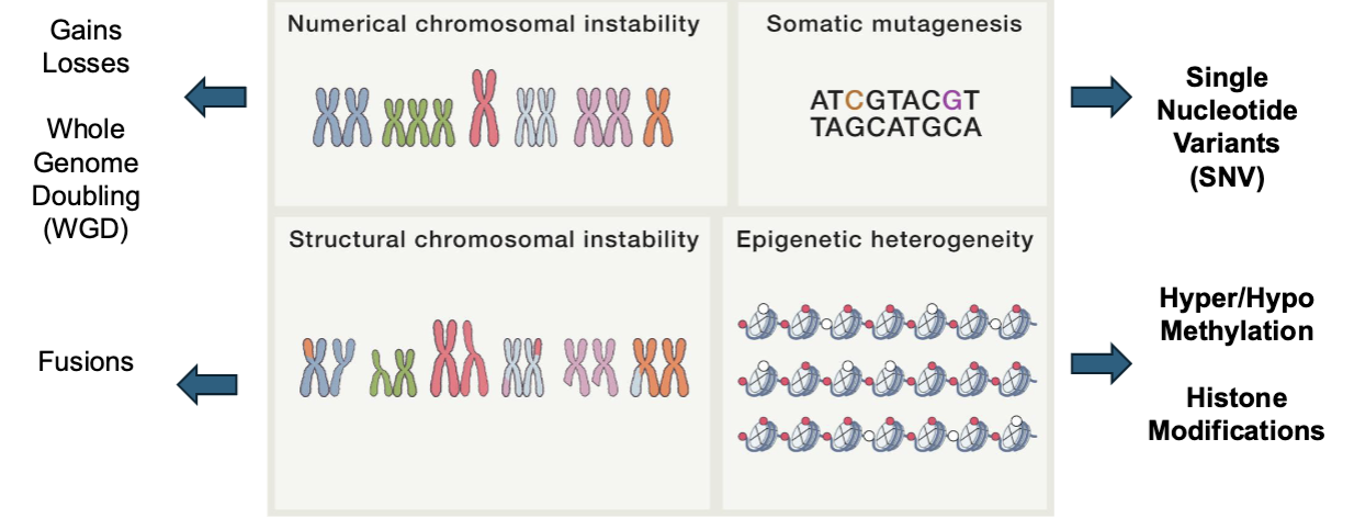 <ul><li><p>genomic and epigenomic alterations </p></li><li><p>somatic copy number alternations (SCNA)</p></li></ul><p></p>
