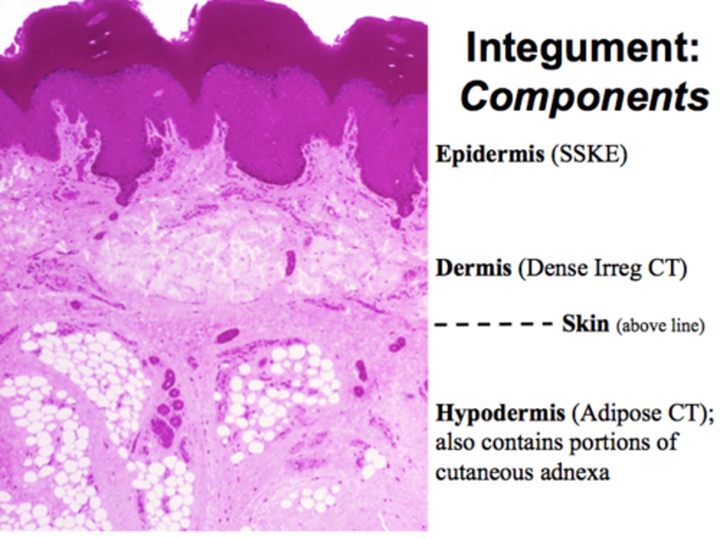 <p>skin, hypodermis (subcutaneous membrane), sweat glands, hair, nails</p>