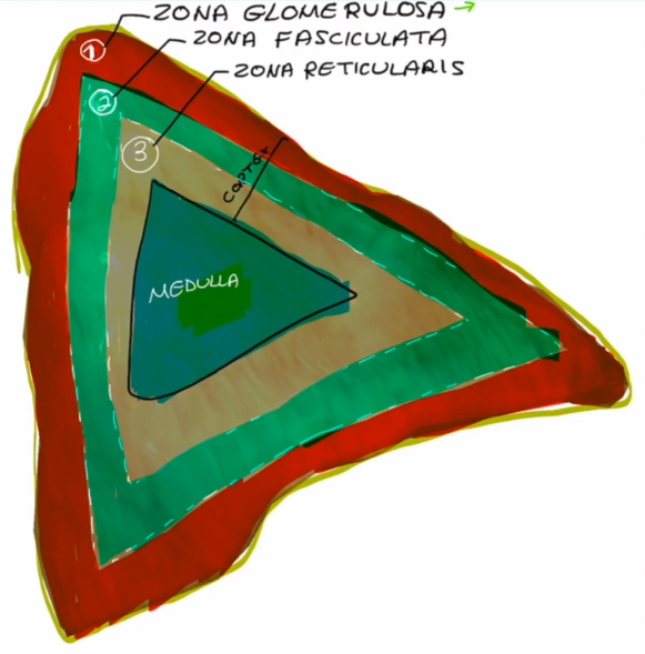 <ul><li><p>Cortex</p></li><li><p>Medulla</p></li></ul><p></p>