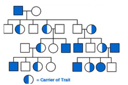 <p>Who is more impacted (has the disease) by the disease shown?</p>