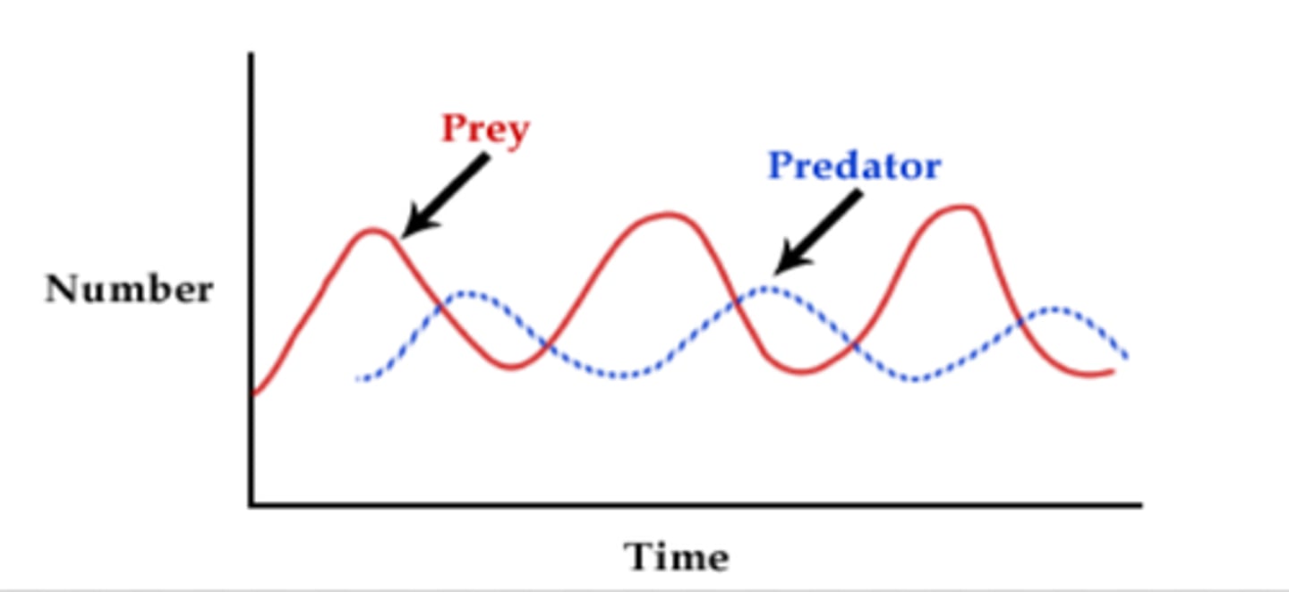 <p>Cycles: prey increases → predator increases → prey drops → predator drops</p>