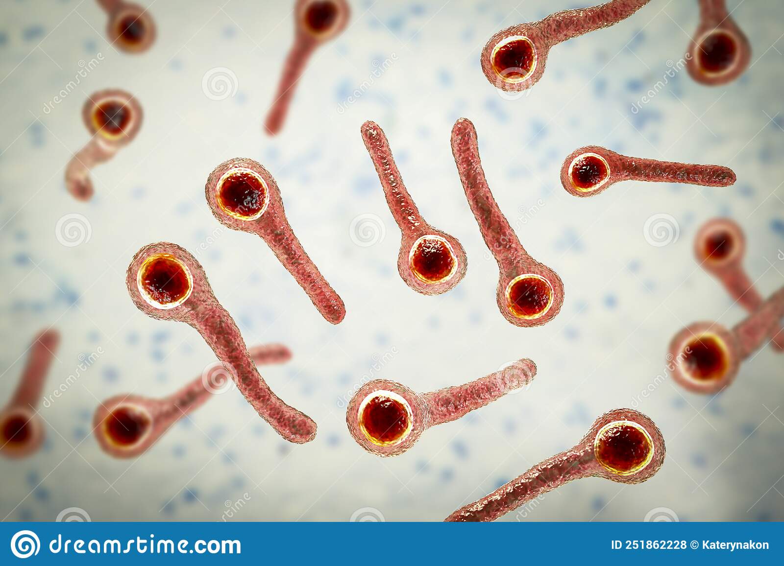 Clostridium tetani  