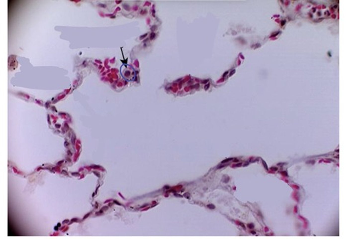 <p>cuboidal, secrete surfactant</p>