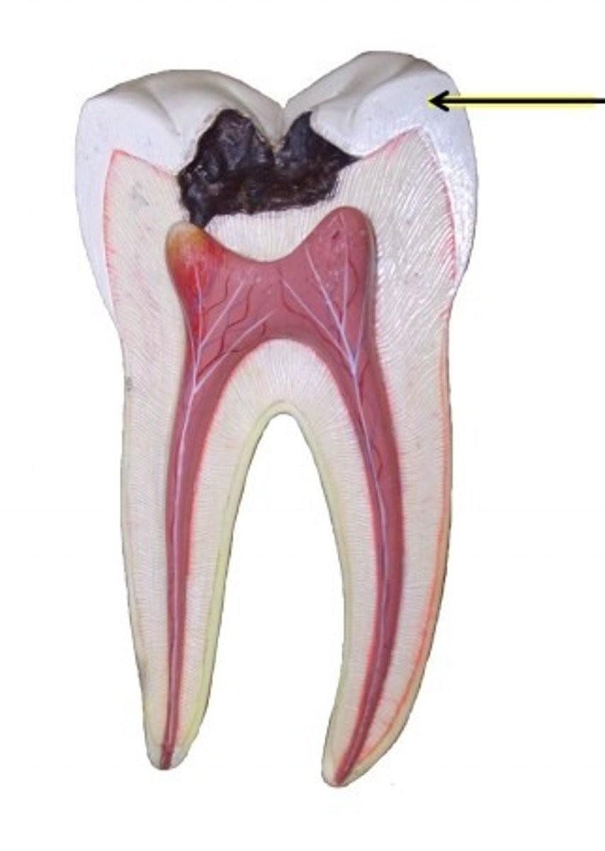<p>Is the hardest substance in the body and is composed largely of inorganic salts, covers dentin of the crown</p>