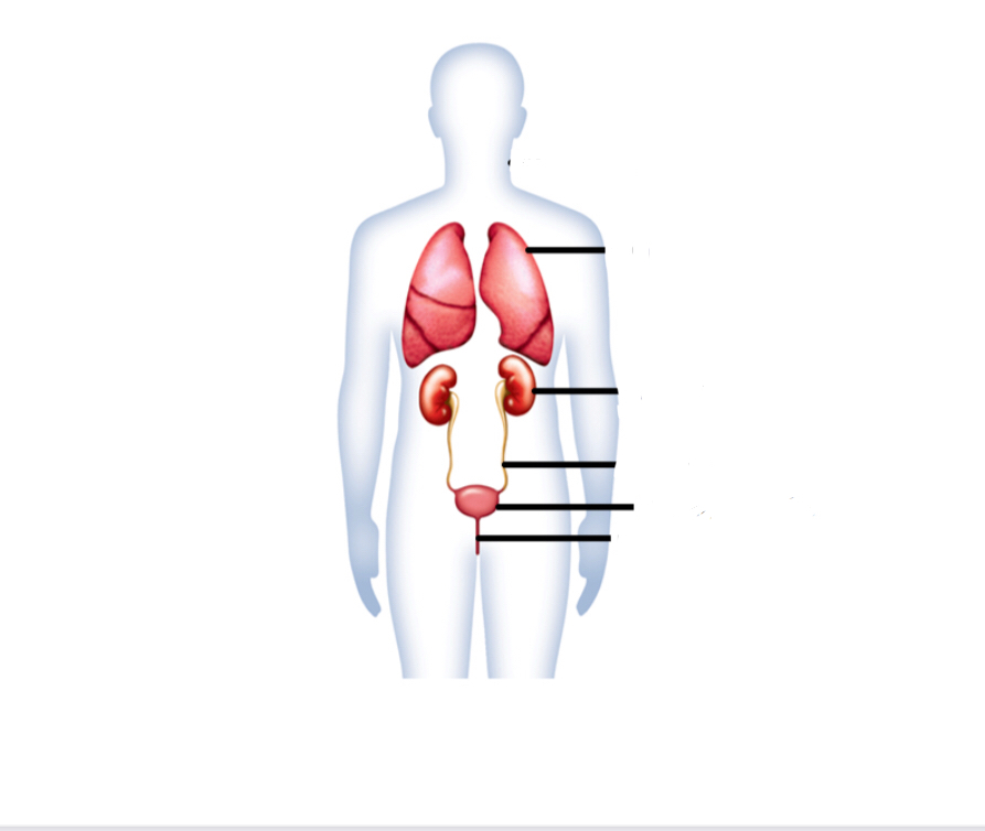Label the excretory system structures 