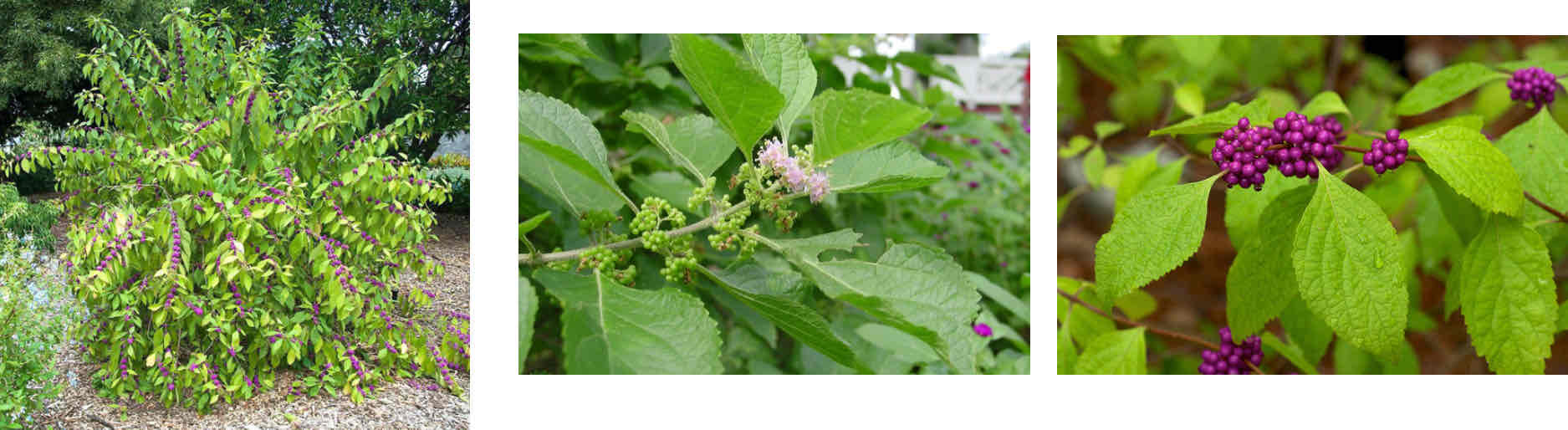 <ul><li><p>Fuzzy Leaves</p></li><li><p>Simple, opposite, serrated</p></li><li><p>Brightly colored berries grown in clumps</p></li></ul><p></p>