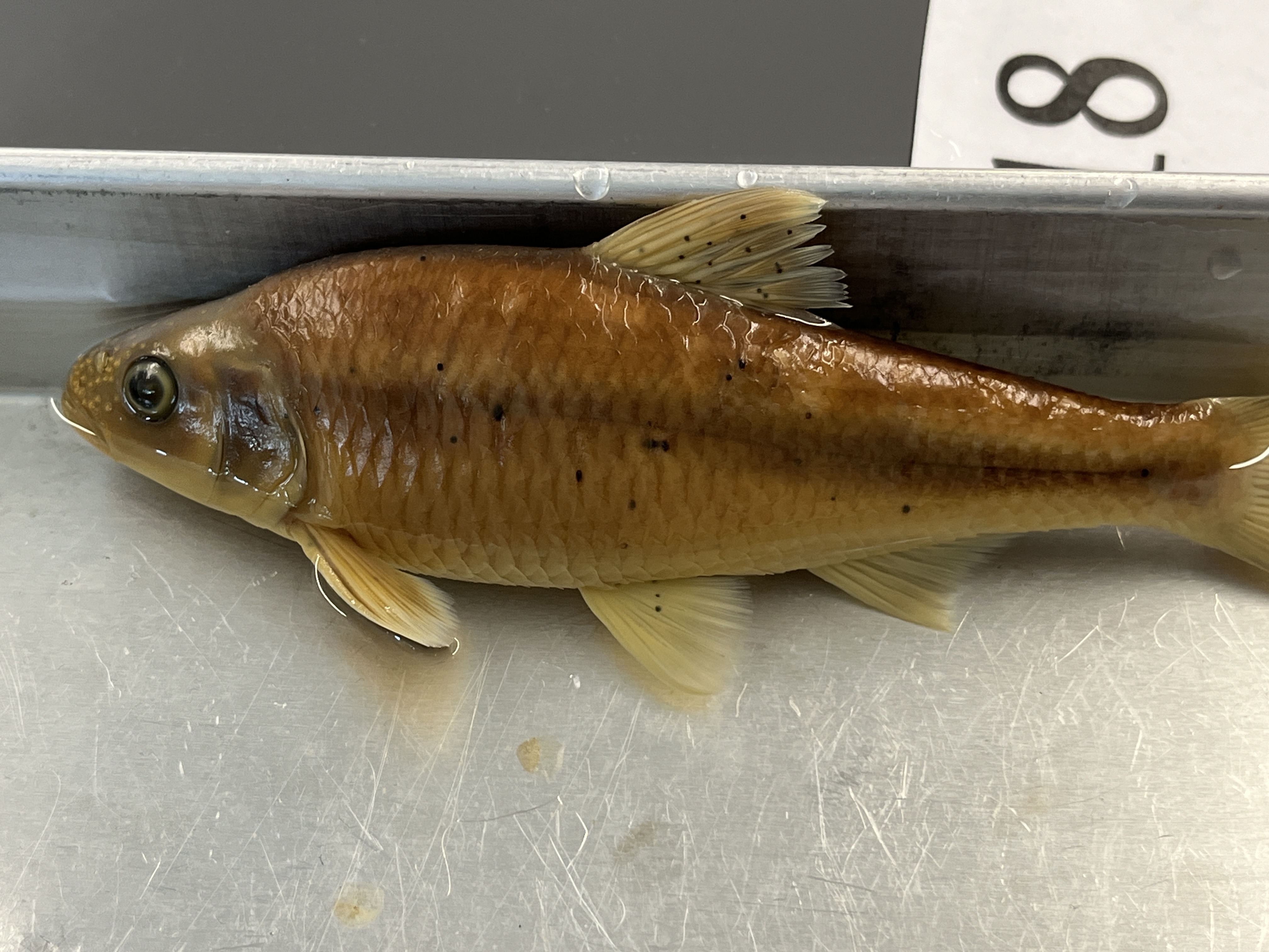 <p>White Shiner</p>
