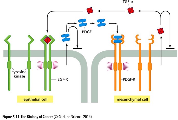 <p>What type of signaling does this picture show?</p>