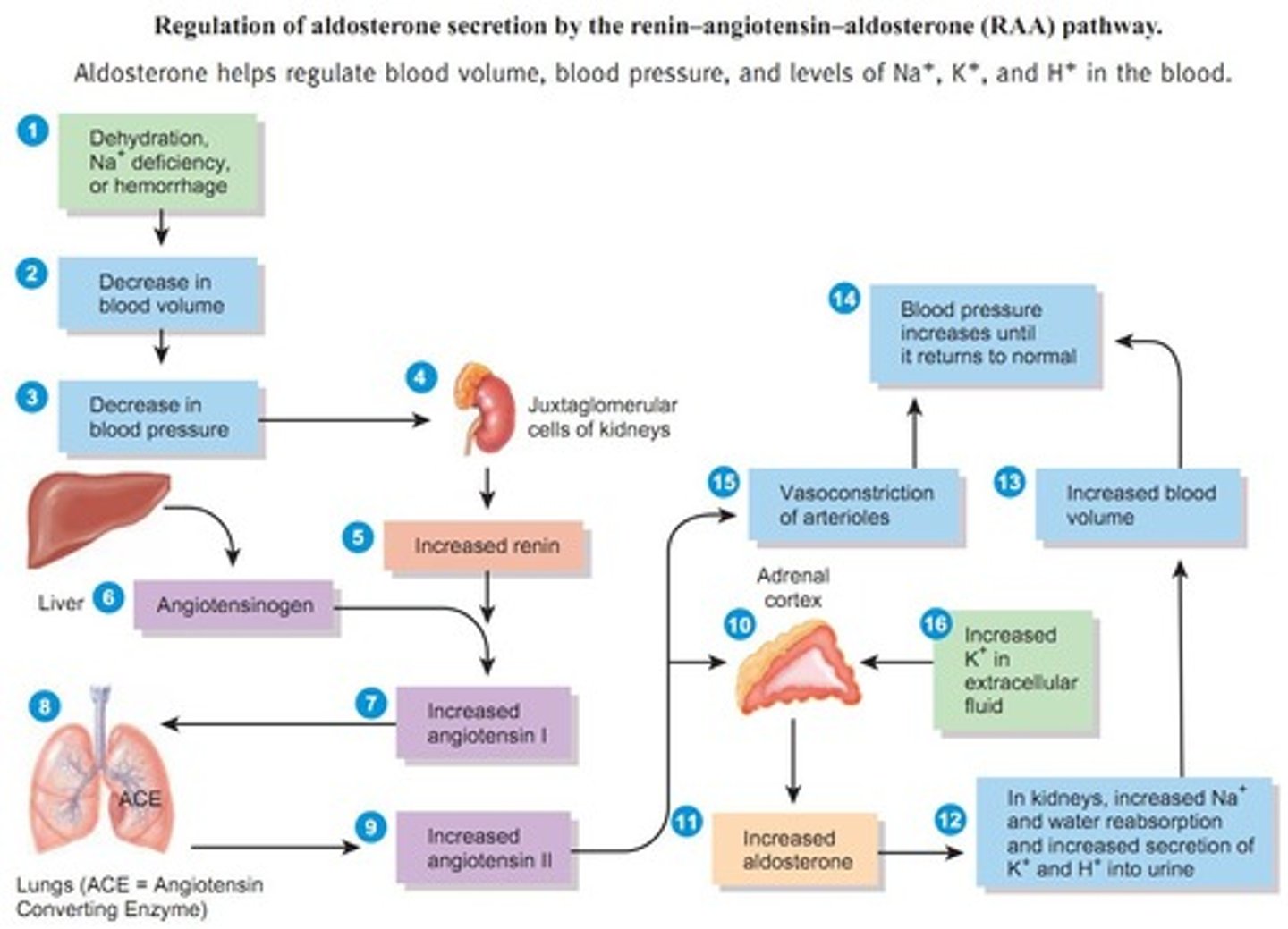 <p>renin angiotensin (aldosterone) system</p><p>- raises BP by vasoconstriction and sodium/ water retention</p><p>- low bp / low renal perfusion → kidneys (juxtaglomerular cells) release renin</p><p>- renin: angiotensinogen → angiotensin I</p><p>- ACE (angiotensin converting enzyme): angiotensin i → angiotensin I</p><p>- angiotensin II: vasoconstriction + ↑ aldosterone</p><p>- aldosterone: ↑ sodium + water reabsorption → ↑ blood volume</p><p>- result: ↑ blood pressure and perfusion</p>