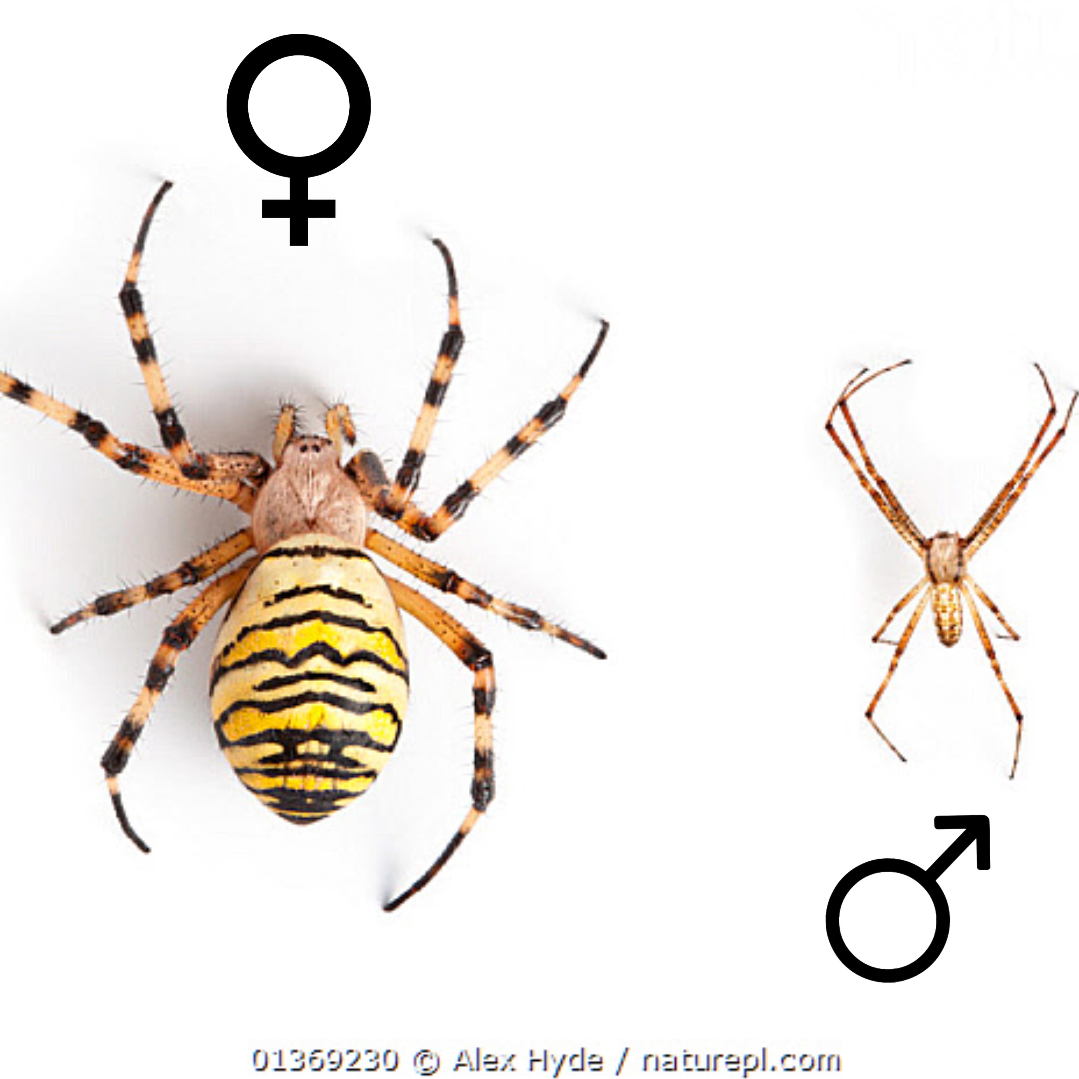 <p>Kmeň: Arthropoda</p><p>Amandibulata</p><p>Podkmeň: Chelicerata</p><p>Trieda: Arachnida</p><p>Rad: Araneae</p>