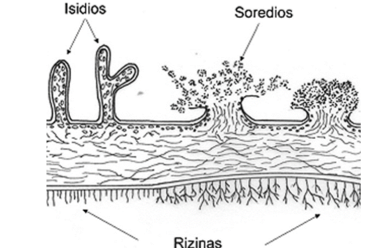 <p>Agregados de células del fotobionte envueltas en hifas del micobionte para la reproducción asexual del liquen.</p>