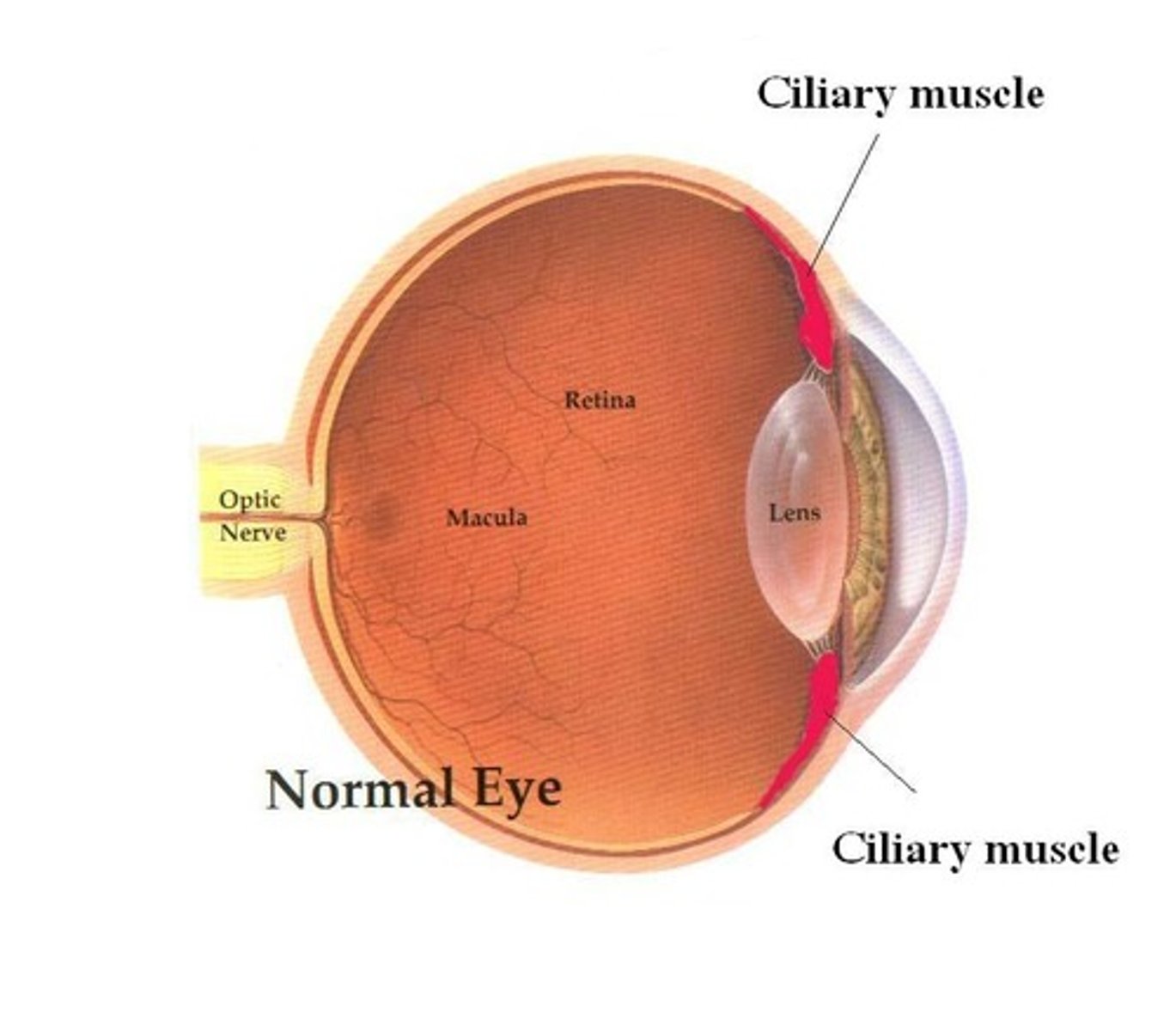 <p>A transparent structure located behind the iris that focuses light on the retina at the back of the eye</p>
