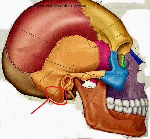 <p>What part of the skull is this?</p>