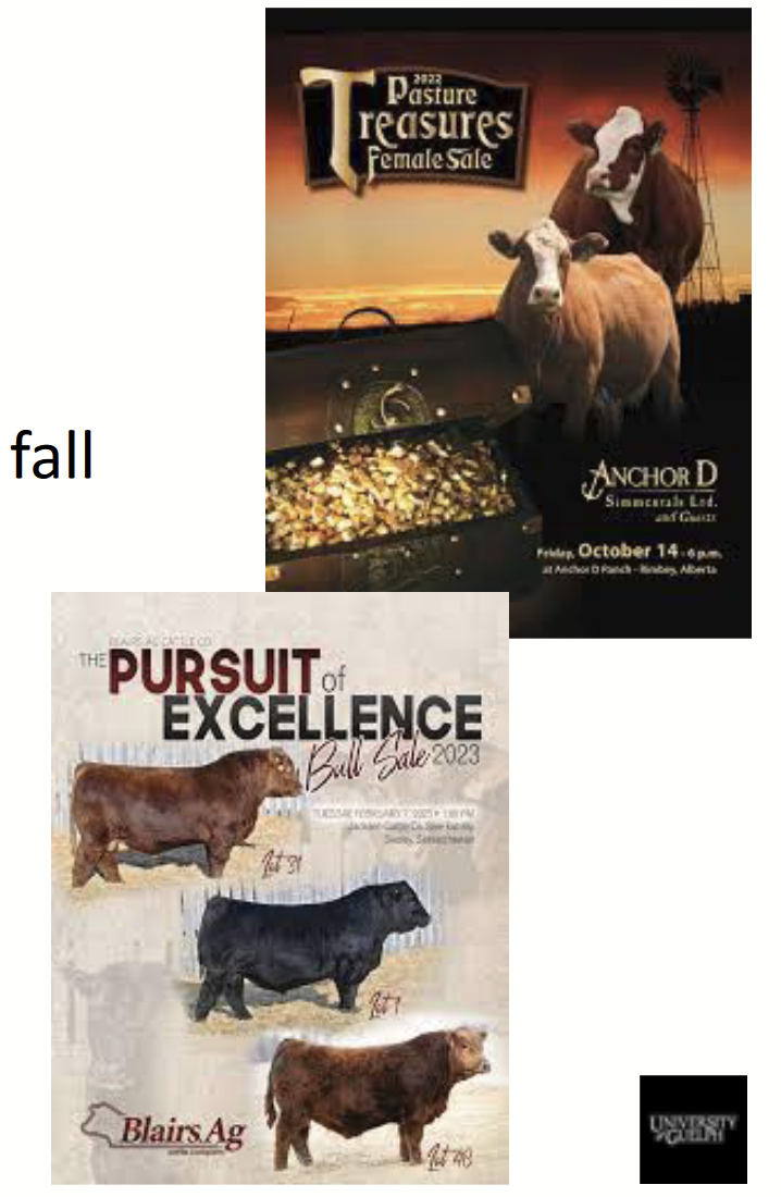 <p>The first step in the movement of beef cattle in the industry. <strong>“Breed the best to the best”</strong>!</p><p><strong><u>Goal: to produce genetics for the commercial industry</u> </strong>→ making “genetically elite” animals; raising bulls and replacement heifers. </p><ul><li><p>Bull sales typically in spring to cow-calf producers, pregnant heifer sales typically in fall</p></li><li><p><strong>Market their “value” - sold for genetic value rather than body weight!</strong></p></li></ul><p><strong><u>Culls go to beef industry</u></strong> → not all offspring are “elite”, those who don’t “make the cut” are culled (old cows and bulls, steers, heifers that usually not-pregnant).</p><p><strong><u>Purebred</u></strong> → usually raising and marketing a specific breed! ~11,000 purebred breeders in CA → Angus, Simmental, Hereford, Charolais; ~26 recognized breeds under CFIA.</p><p><strong><u>Breed organizations</u></strong> → keep pedigree/parentage records, conduct performance evaluations (who’s the best bull?).</p><p><strong><u>Composite breeds</u></strong> → use cross-breeding to produce high genetic value animals; breeding complementary traits (get a hybrid of “good traits”).</p>