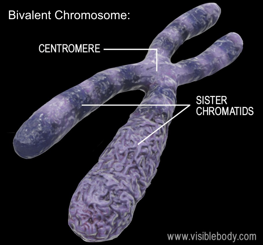 <p>Twisted form of DNA ('braids") that includes 2 copies of the original DNA (sister chromatids) attached by a centromere.</p>