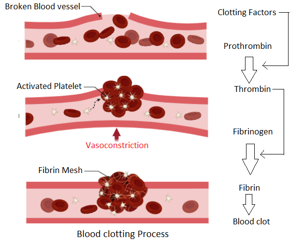 <p>When skin is cut:</p><ol><li><p><strong><mark data-color="#910c0c" style="background-color: #910c0c; color: inherit">Platelets</mark></strong><mark data-color="#910c0c" style="background-color: #910c0c; color: inherit"> release </mark><strong><mark data-color="#910c0c" style="background-color: #910c0c; color: inherit">clotting factors</mark></strong>, triggering a <strong>cascade of chemical reactions</strong> (like convert prothrombin into thrombin)</p></li></ol><ol start="2"><li><p>The enzyme <strong><mark data-color="#9a0e0e" style="background-color: #9a0e0e; color: inherit">Thrombin</mark></strong> converts<mark data-color="#8c1818" style="background-color: #8c1818; color: inherit"> </mark><strong><mark data-color="#8c1818" style="background-color: #8c1818; color: inherit">fibrinogen</mark> (another coagulating protein) <mark data-color="#a51c1c" style="background-color: #a51c1c; color: inherit">into fibrin</mark></strong>, forming an <strong>insoluble mesh</strong> of fibrin.</p></li></ol><ol start="3"><li><p>This mesh <strong>traps more platelets and blood cells</strong>, sealing the wound.</p></li><li><p>Exposure to air <strong>hardens the clot, turning it into a scab</strong>, and preventing infection.</p></li></ol><p></p>