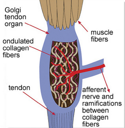 <ul><li><p>sensory dendrites of afferent nerves are interwoven with collagen fibres</p></li></ul><p></p><ul><li><p>when the muscle contracts, the collagen fibres are pulled tight, activating the afferent neuron</p></li></ul><p></p>