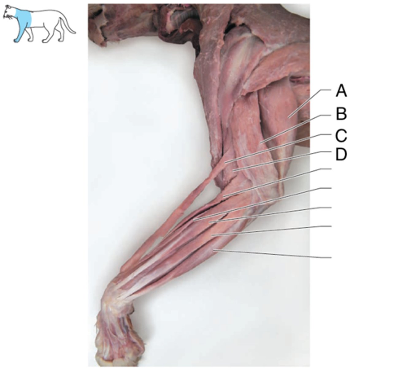 <p>What is the muscle indicated by letter B? What is an attachment point and function?</p>