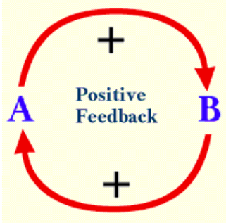 <p>signal causes a response which increases the signal</p>