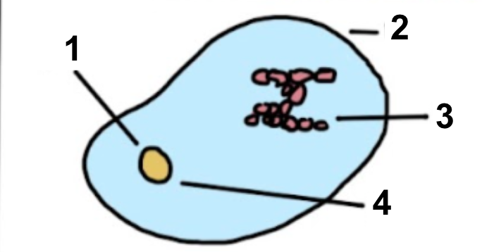 <p><span style="background-color: transparent;"><span>Label the diagram </span></span></p>