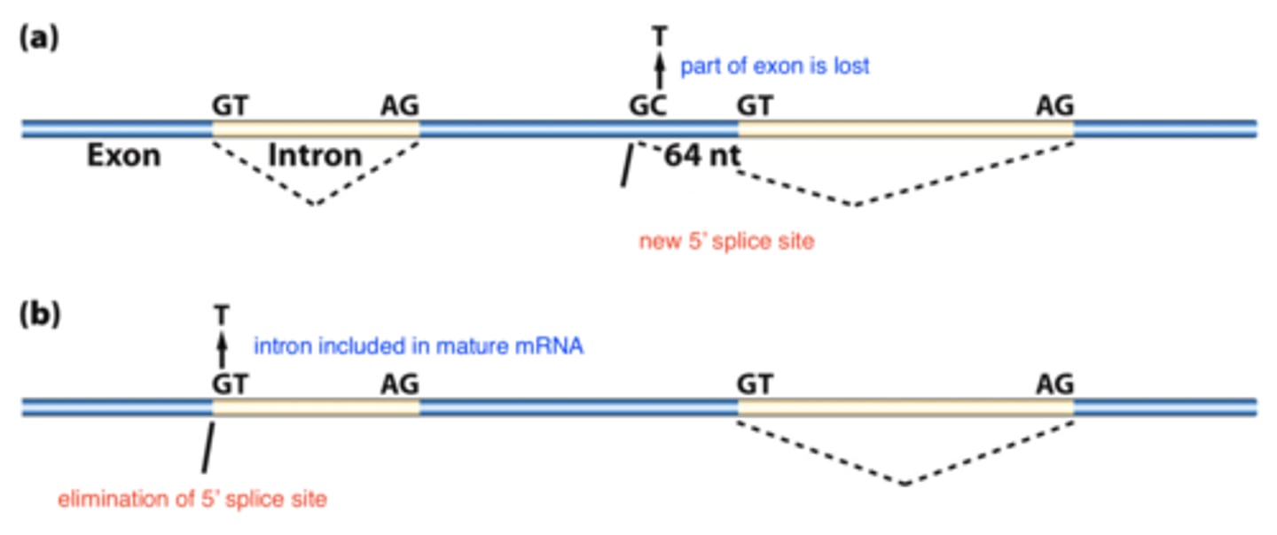 <p><b>mRNA splicing</b><br>- can form new 5' slice donor site<br>-- mRNA shorter<br>-- protein length changed<br>- can eliminate 5' splice site<br>-- mRNA longer<br>-- protein length changed</p>