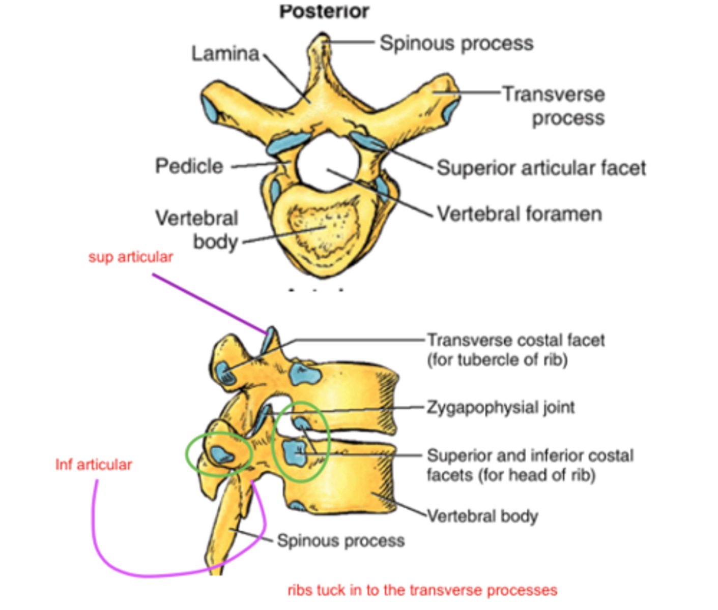 <p>Costal facets, long downward spinous process</p>
