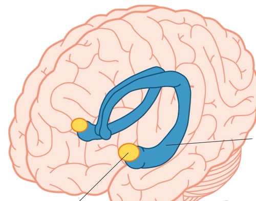 <p>Part of the limbic system - two almond-shaped neural clusters linked to fear and anger</p>