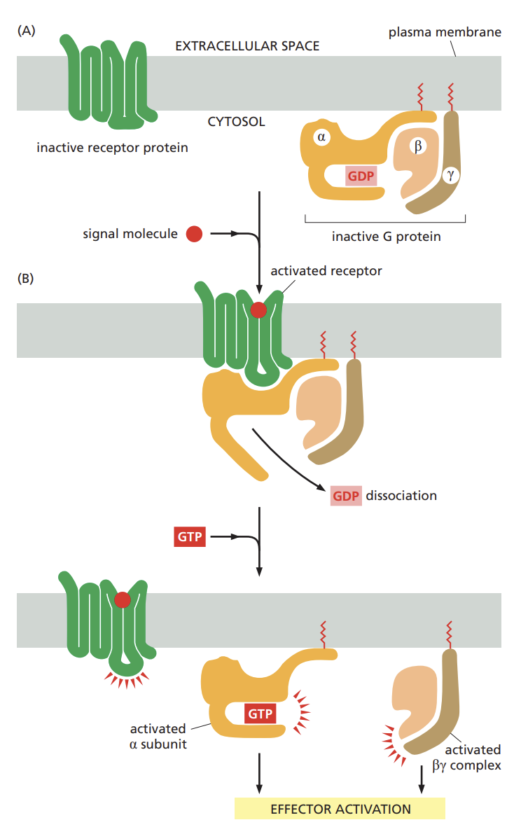 <ul><li><p>composed of three subunits (alpha beta and Y) two of which are tethered to the plasma membrane by short lipid tails. </p></li><li><p>in the unstimulated state, the alpha subunit is GDP bound and the g-protein is idle. </p></li><li><p>when an extracellular signal binds to its receptor the altered receptor activates a G-protein by causing the alpha subunit to decrease its affinity for GDP which is exchanged for GTP.</p></li><li><p>alpha subunit and the beta(y) can each interact directly with target proteins in the plasma membrane, which in turn may relay the signal to other destinations in the cell.</p></li></ul><p></p>