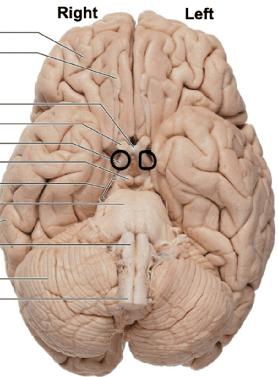 <p>bottom of X structure (more posterior)</p>
