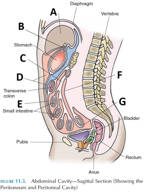 <p>G</p>