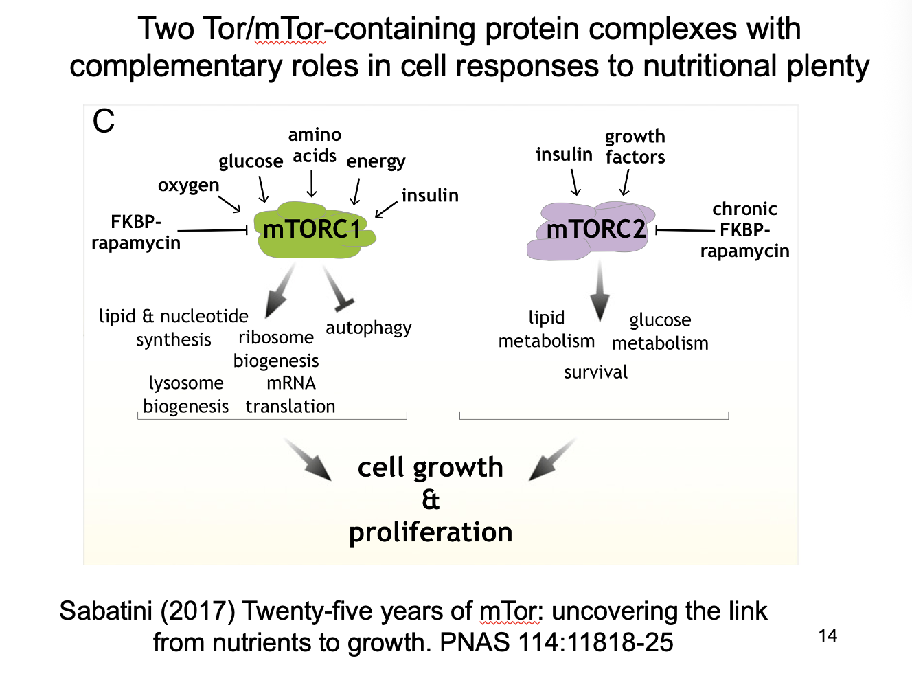 <ol><li><p>mTORC1→ Promotes growth (blocks autophagy)</p></li><li><p>mTORC2→ enables autophagy?</p></li></ol><p><strong>Complementary roles</strong></p><p></p>