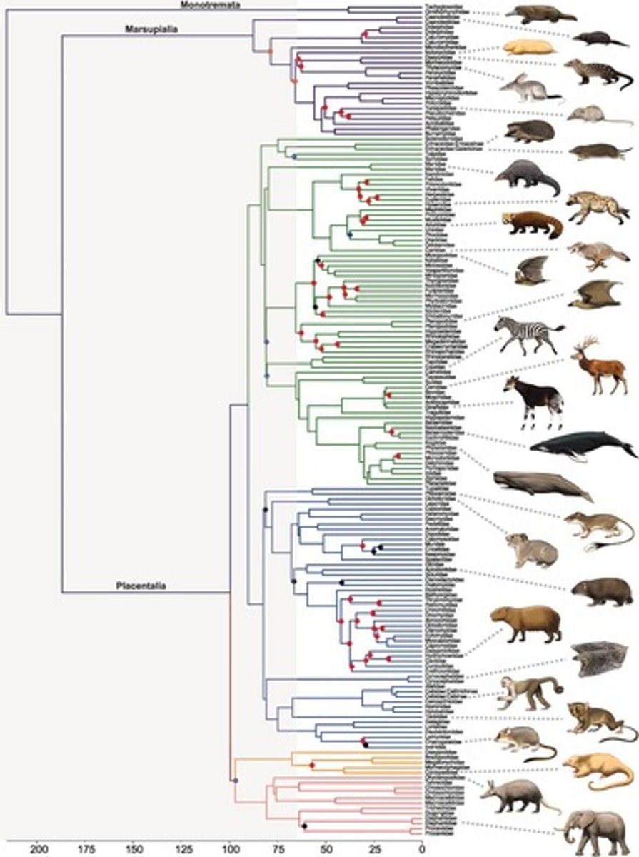 <p>Hypothesis about evolutionary relationships among species.</p>