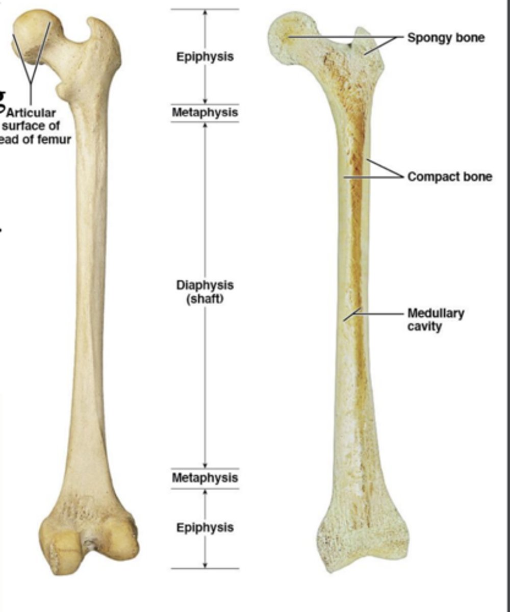 <p>ends of long bones</p>