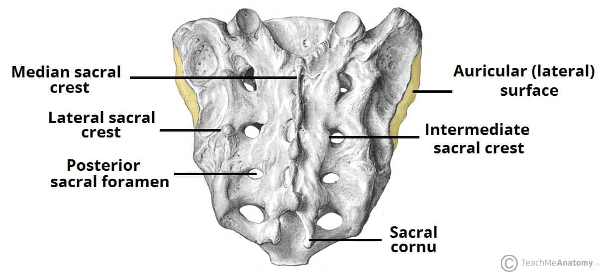 middle line of the sacrum 
