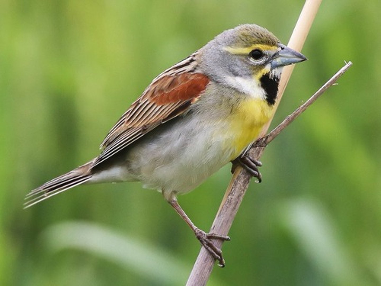 <p>Passeriformes</p><p>Rufous shoulders, black V on neck, yellow breast, gray nape</p>