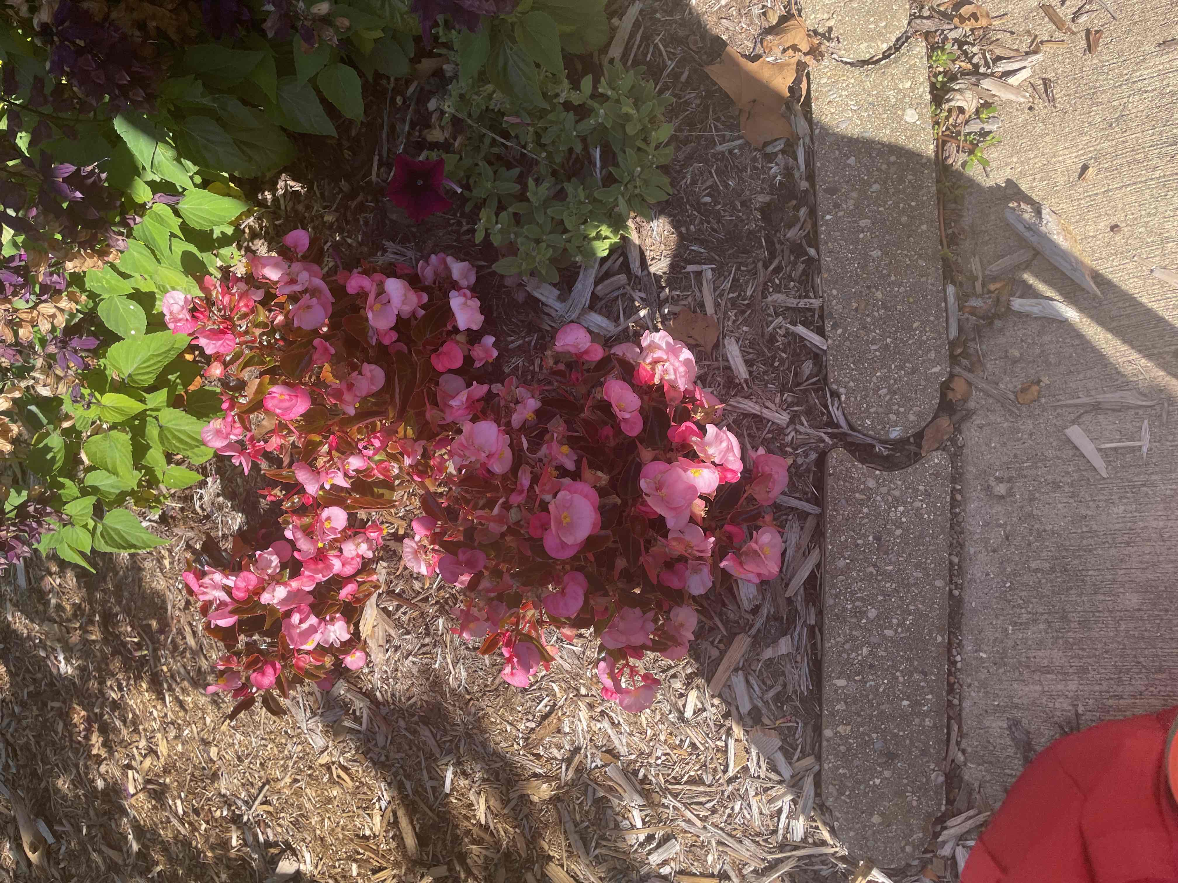 <p><u>Begonia cucullata</u> var. <u>hookeri</u></p>