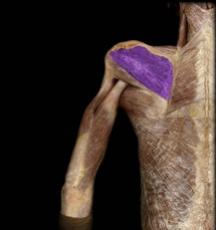 <p>Adducts and laterally rotates the arm.</p>