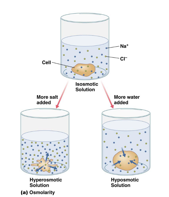 <p>Lower osmolarity (surrounding compared to cell)</p>