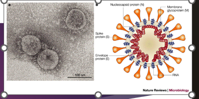 <p>Severe Acute Respiratory Syndrome </p><p>caused by SARS-CoV (SARS-associated coronavirus)</p><p>enveloped, single-stranded RNA virus in the Coronaviridae family </p>