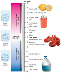 <p>A solution is basic if it releases hydroxide ions when added to water. These solutions are said to be alkaline and are usually slippery.</p>