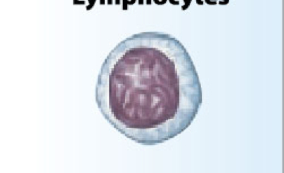 <p>What is the function of the lymphocytes?</p>