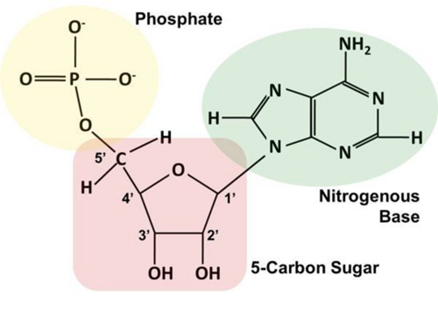 <p>WHAT (components) are made of <span style="color: rgb(26, 26, 145);">nitrogenous bases and complementary base pairs.</span></p>