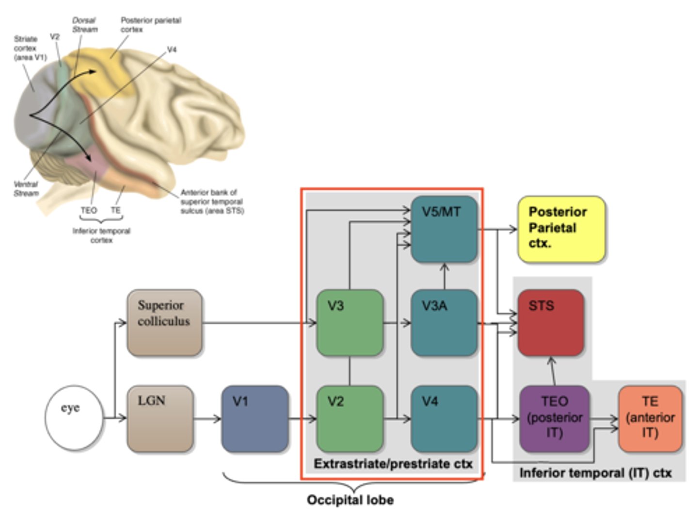 <p>- Info gets through extra striate areas in occiptal lobe.</p><p>- Some distributed dorsally into parietal cortex and some down a pathway leading to the inferior temporal lobe.</p><p>- P</p>