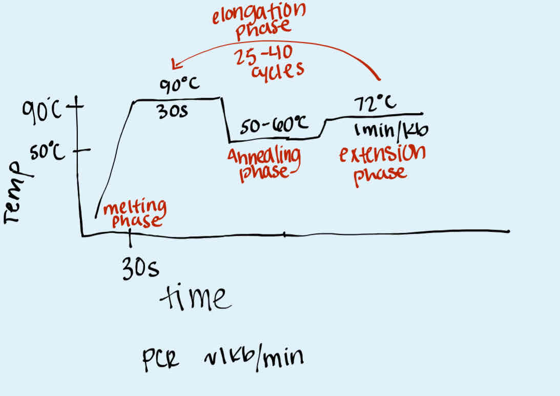 <p>It changes temperature to control the melting, annealing, and extension phase in DNA amplification </p>